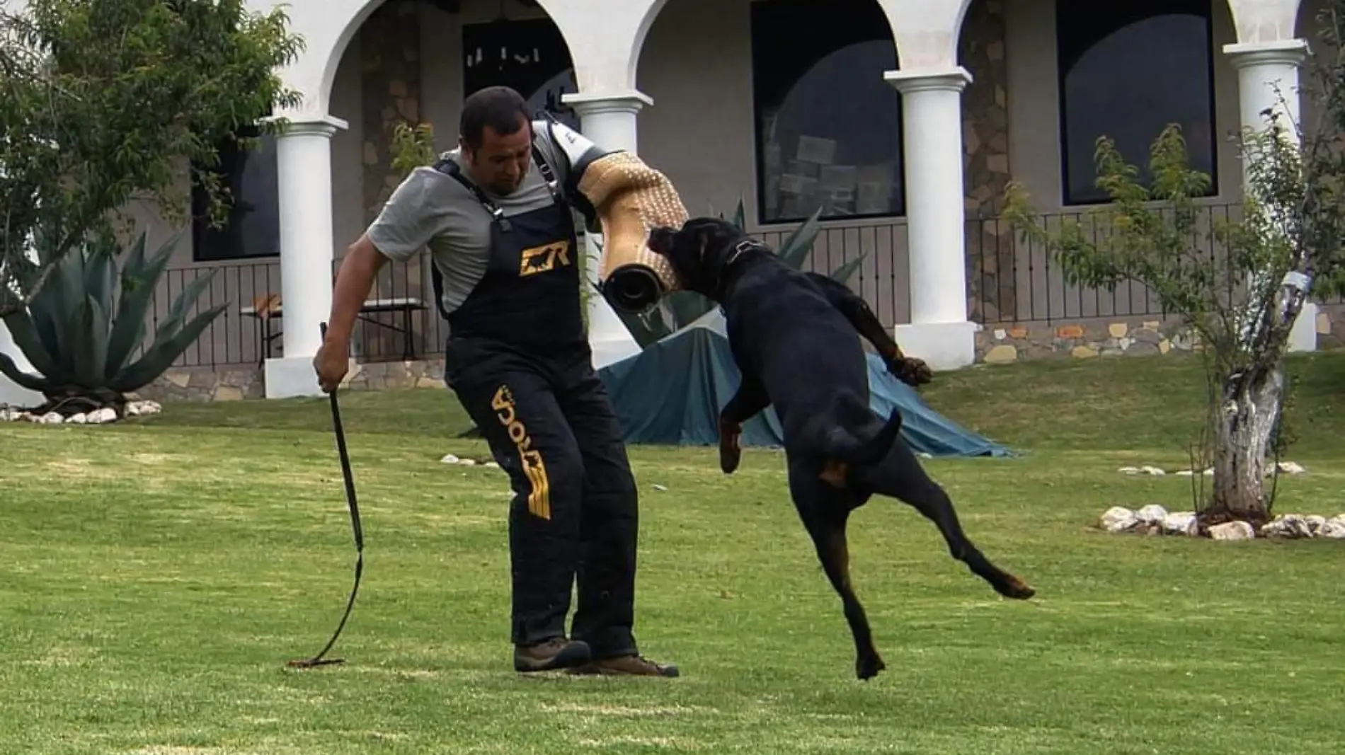 perros entrenamiento